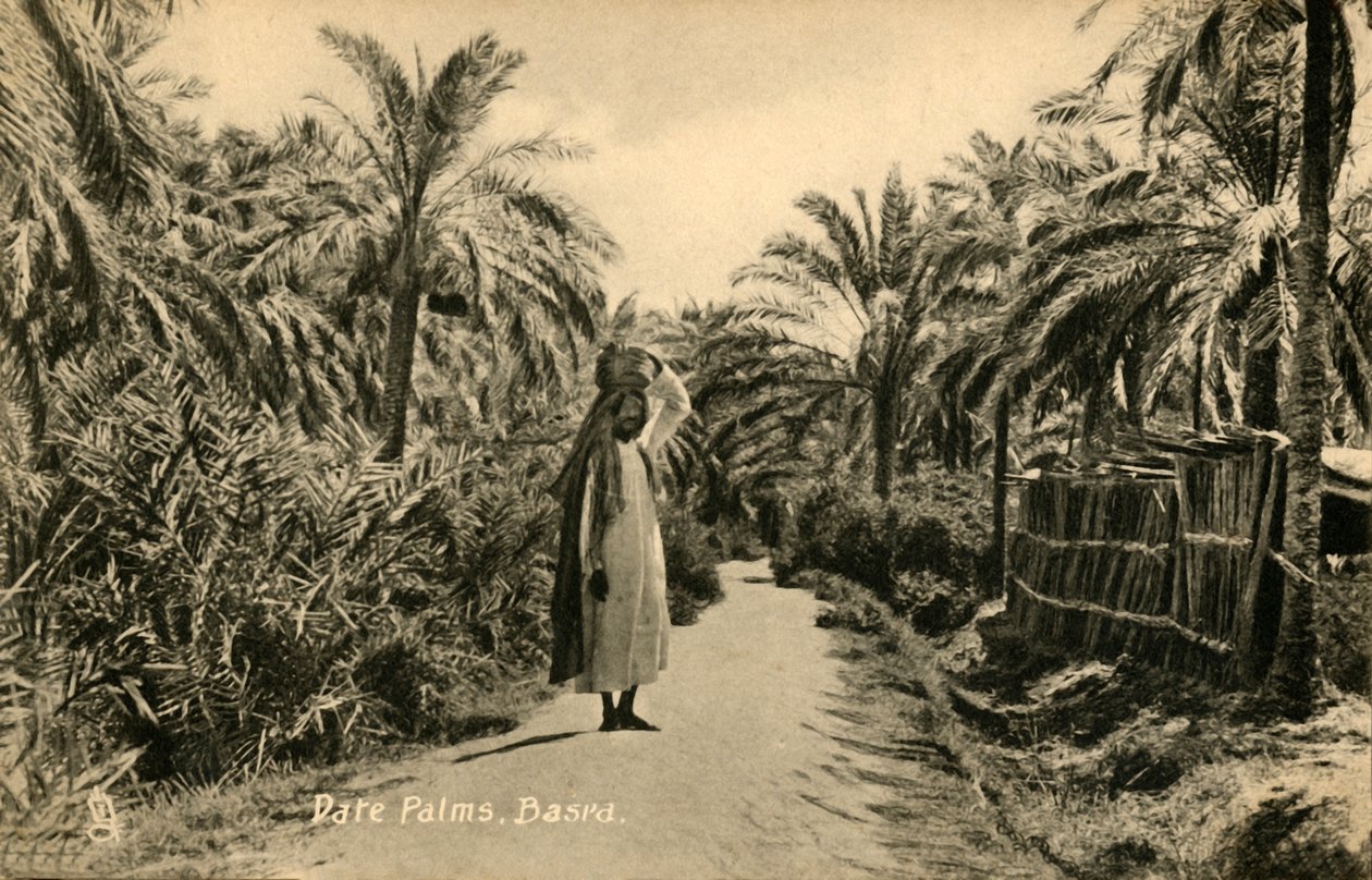 Daddelpalmer, Basra, c1918-c1939. av Unbekannt