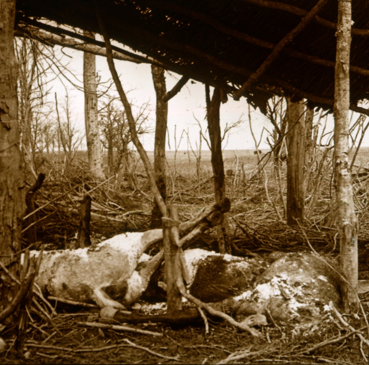 Døde hester, Verdun, Nord-Frankrike, c1914-c1918 av Unbekannt