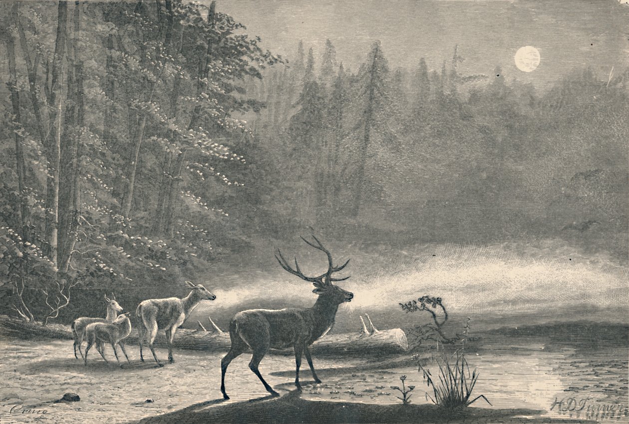 Hjort ved Lake St. Regis, om natten, 1883 av Unbekannt