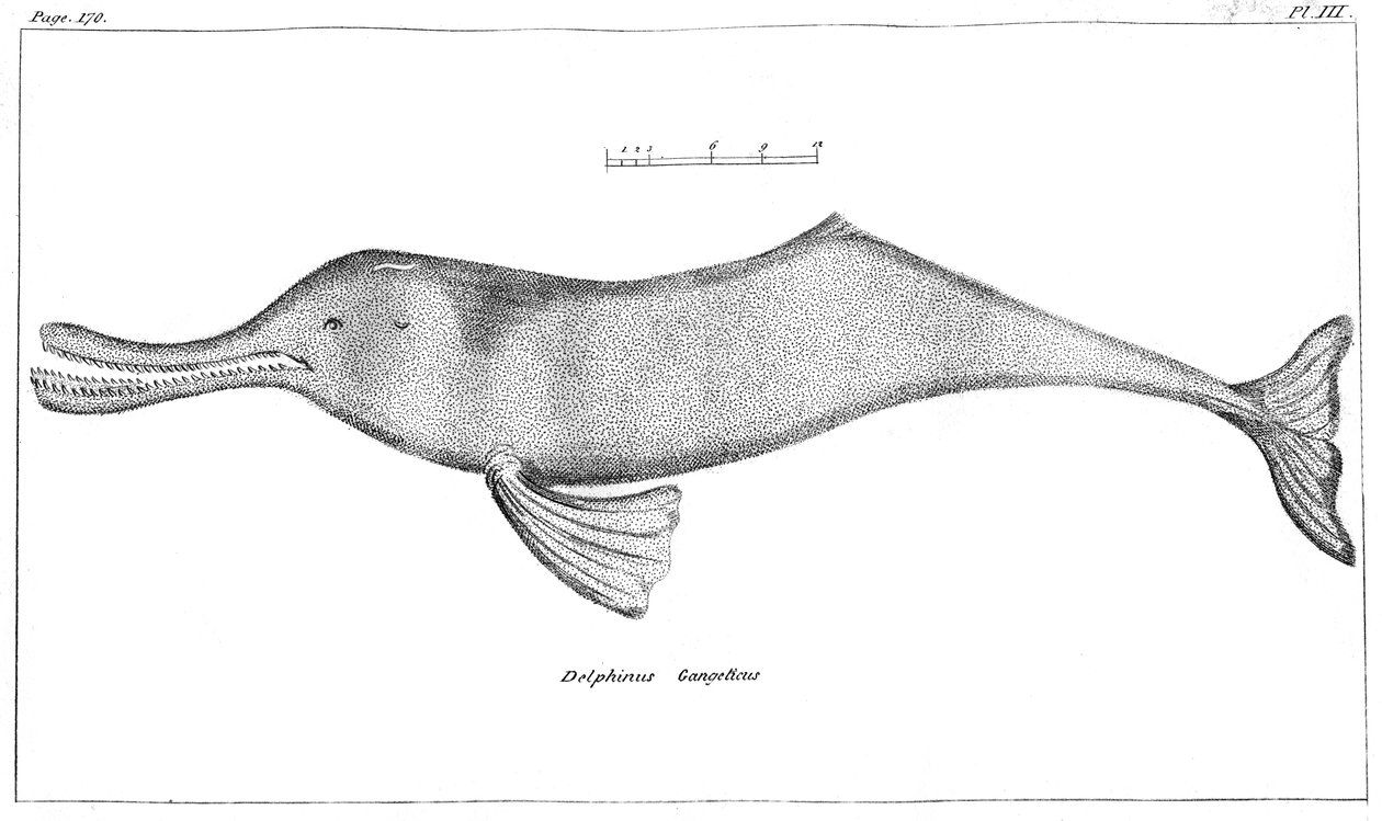 Delphinus Ganges Ganges River Dolphin, 1799 av Unbekannt