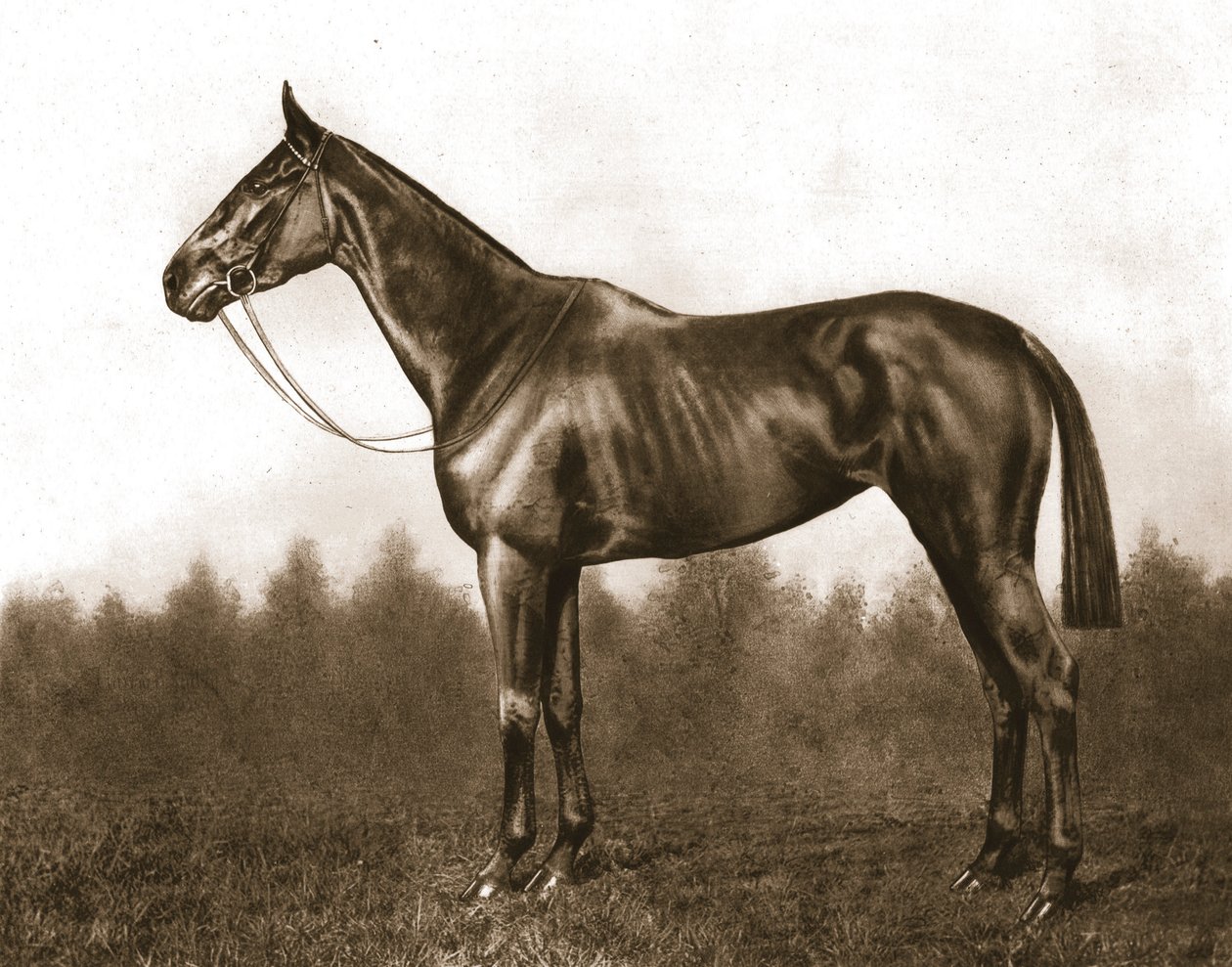 Demure, 1911. av Unbekannt