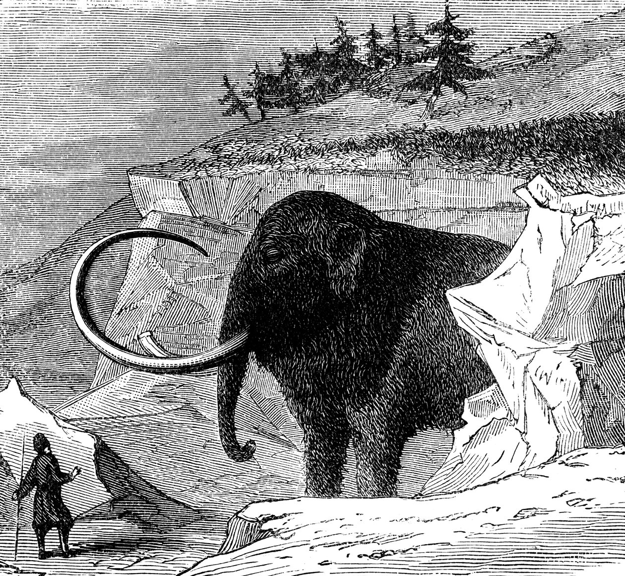 Oppdagelse av en ullen mammut, 1779 c1870 av Unbekannt