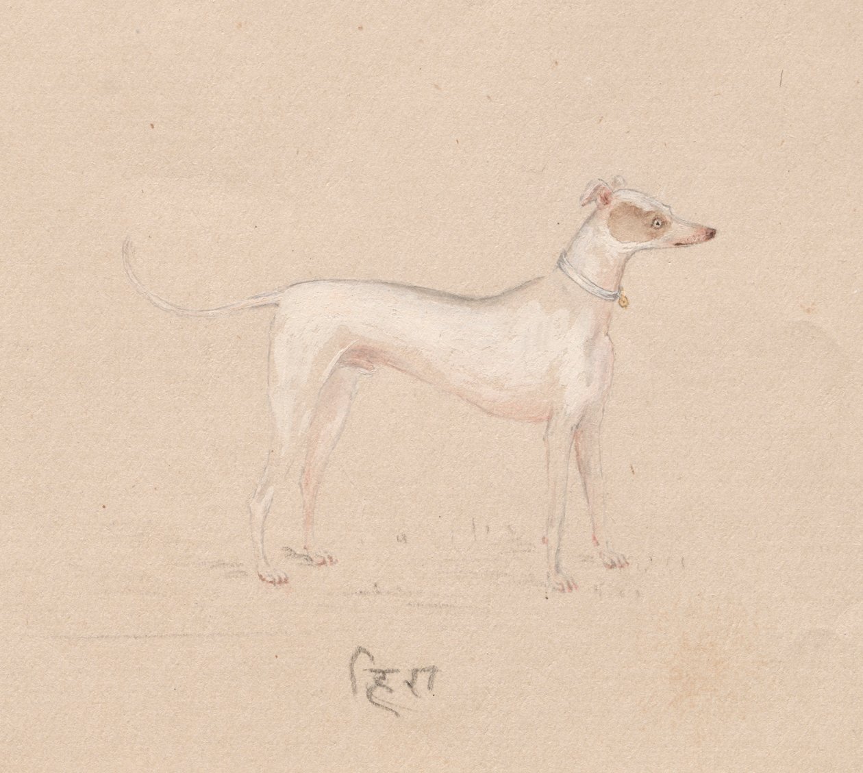 Hund, 1800-tallet. av Unbekannt