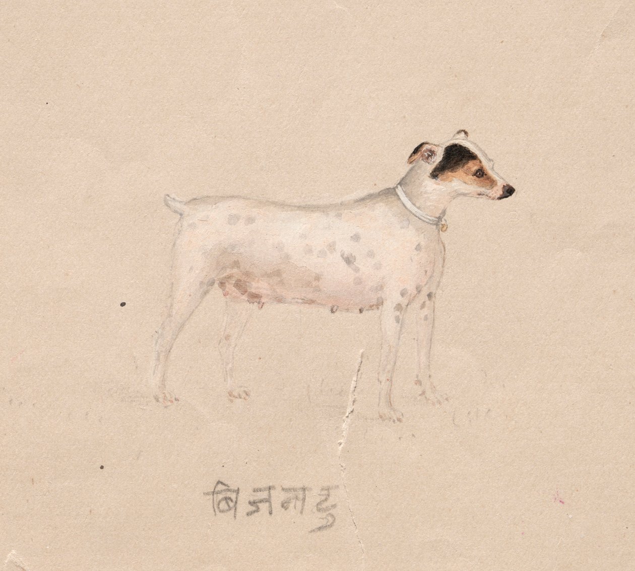 Hund, 1800-tallet. av Unbekannt