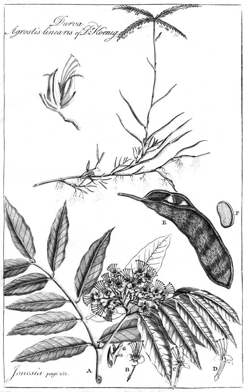 Durva Agrostis Linearis av Dr Koenig, 1799 av Unbekannt