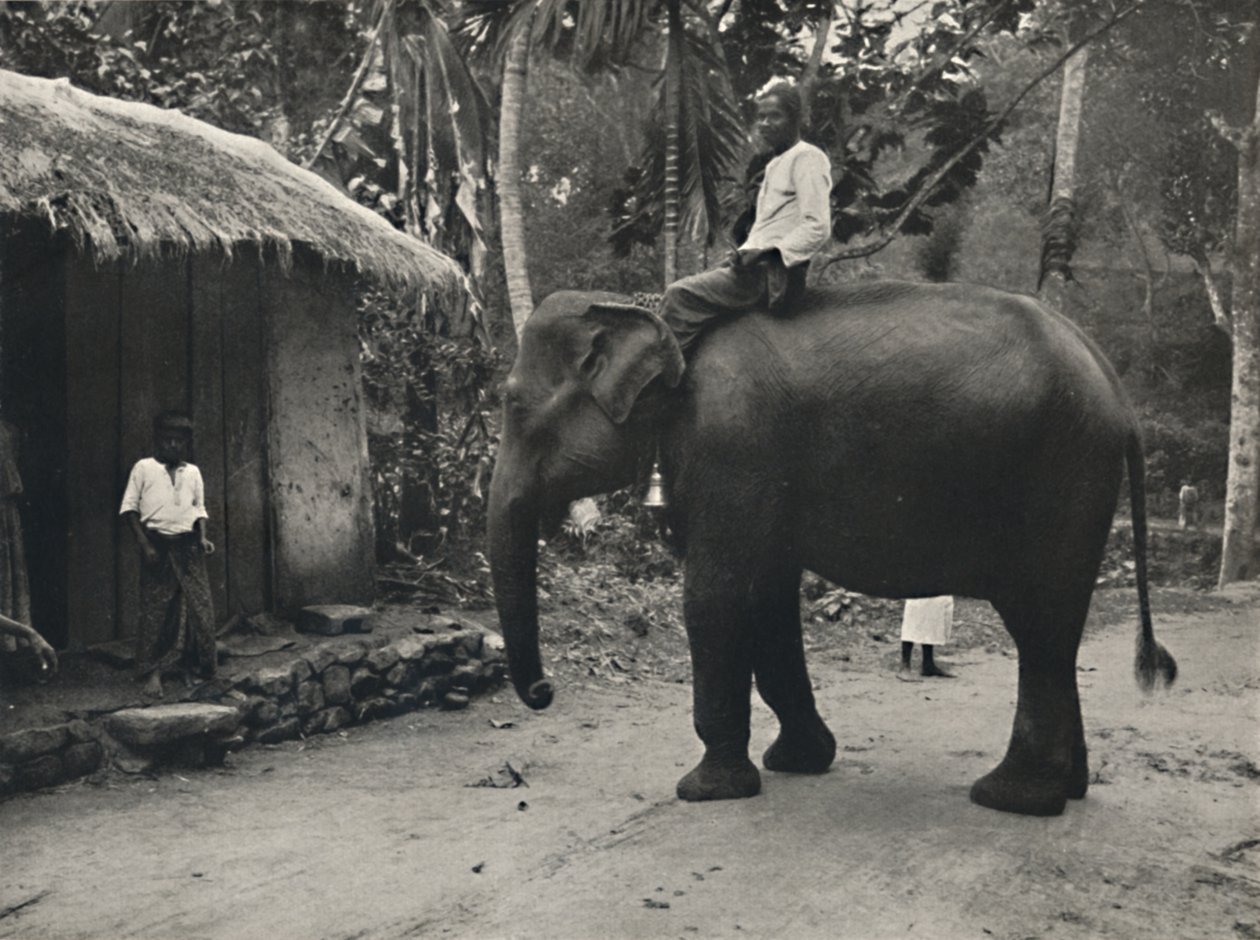 Elefant på en sti nær Kandy, 1926 av Unbekannt