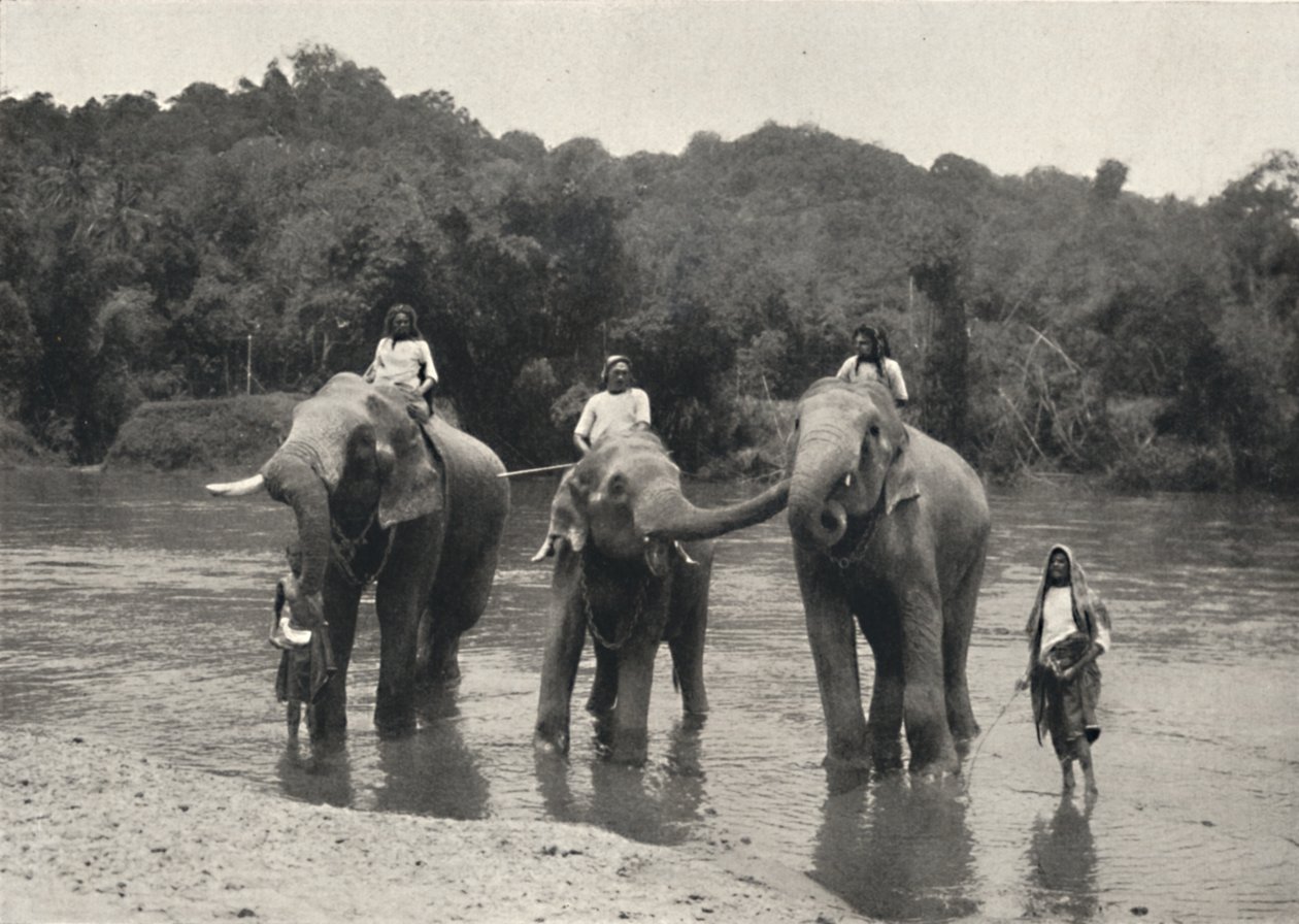 Elefanter som bader i Mahaaliganga, 1926 av Unbekannt