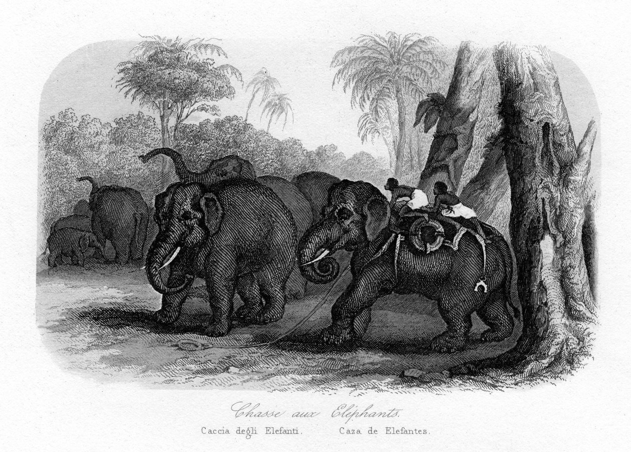 Elefantjakt, India, c1840 av Unbekannt