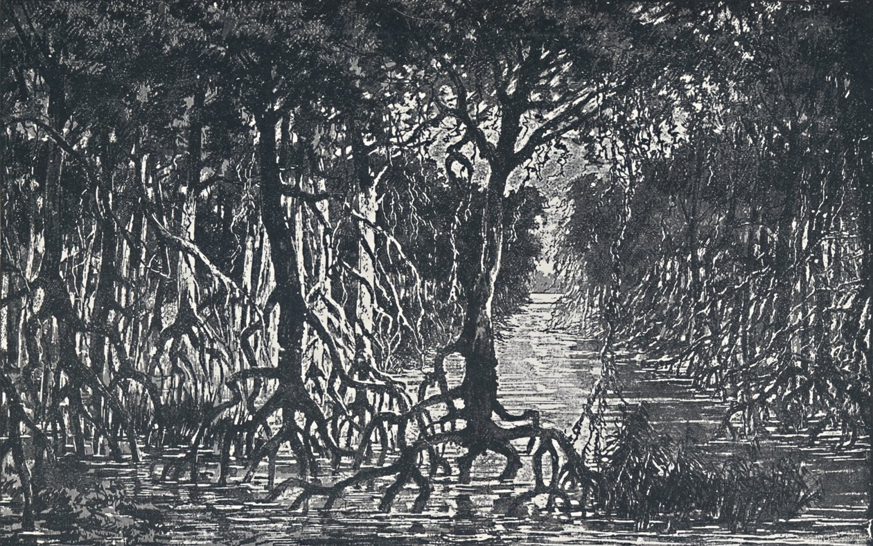 Ekvatorial afrikansk skog, 1924 av Unbekannt