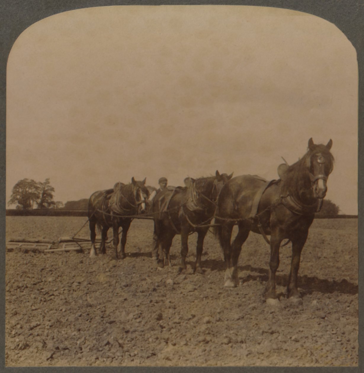 Farming in England - Harrowing the Land, 1909. av Unbekannt