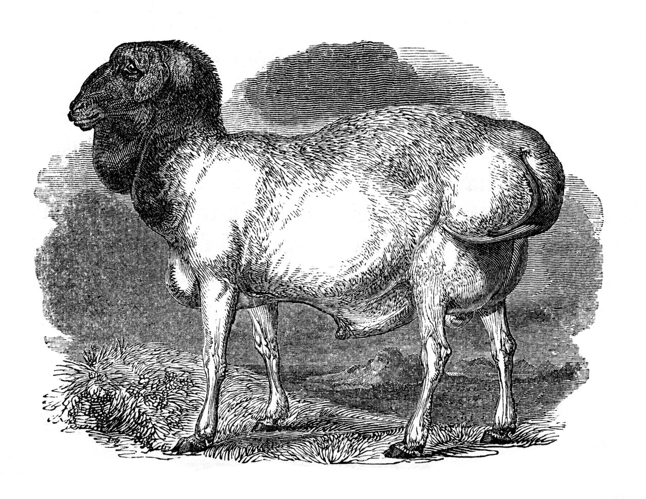 Fat-rumped sau fra Tartary, 1848 av Unbekannt