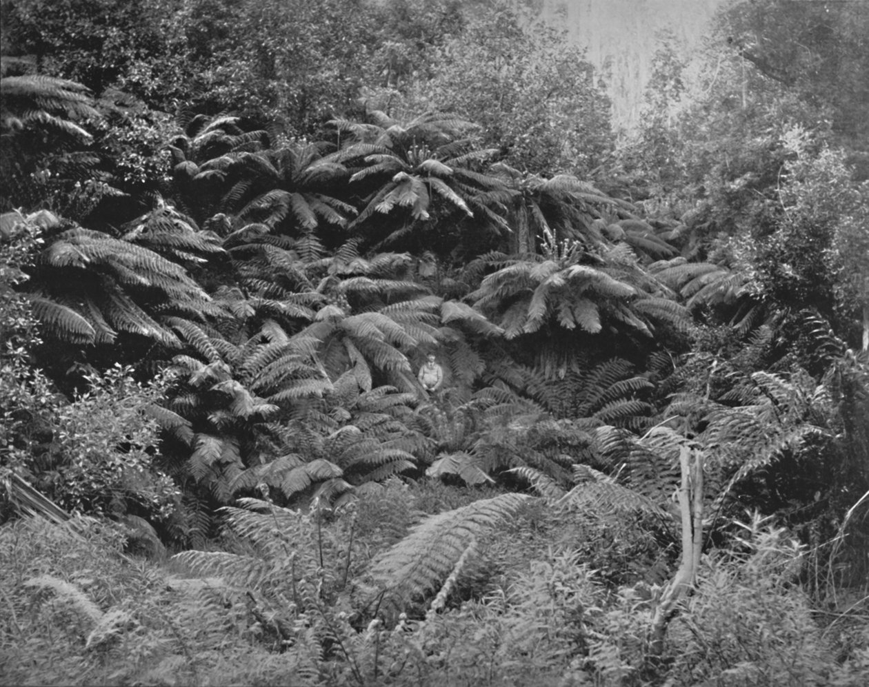 Fern-Tree Valley, Under Mount Wellington, 1800-tallet av Unbekannt