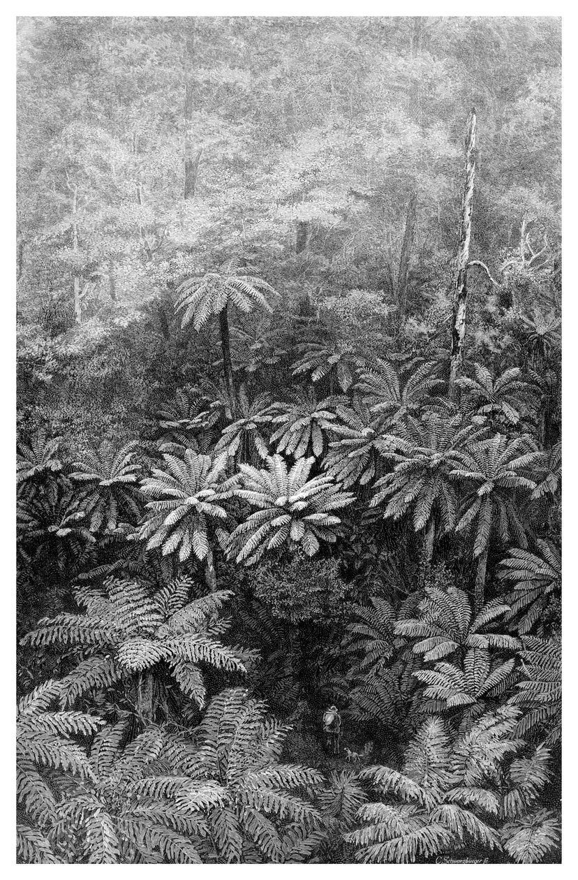 Fern Tree Gully, Australia, 1886 av Unbekannt