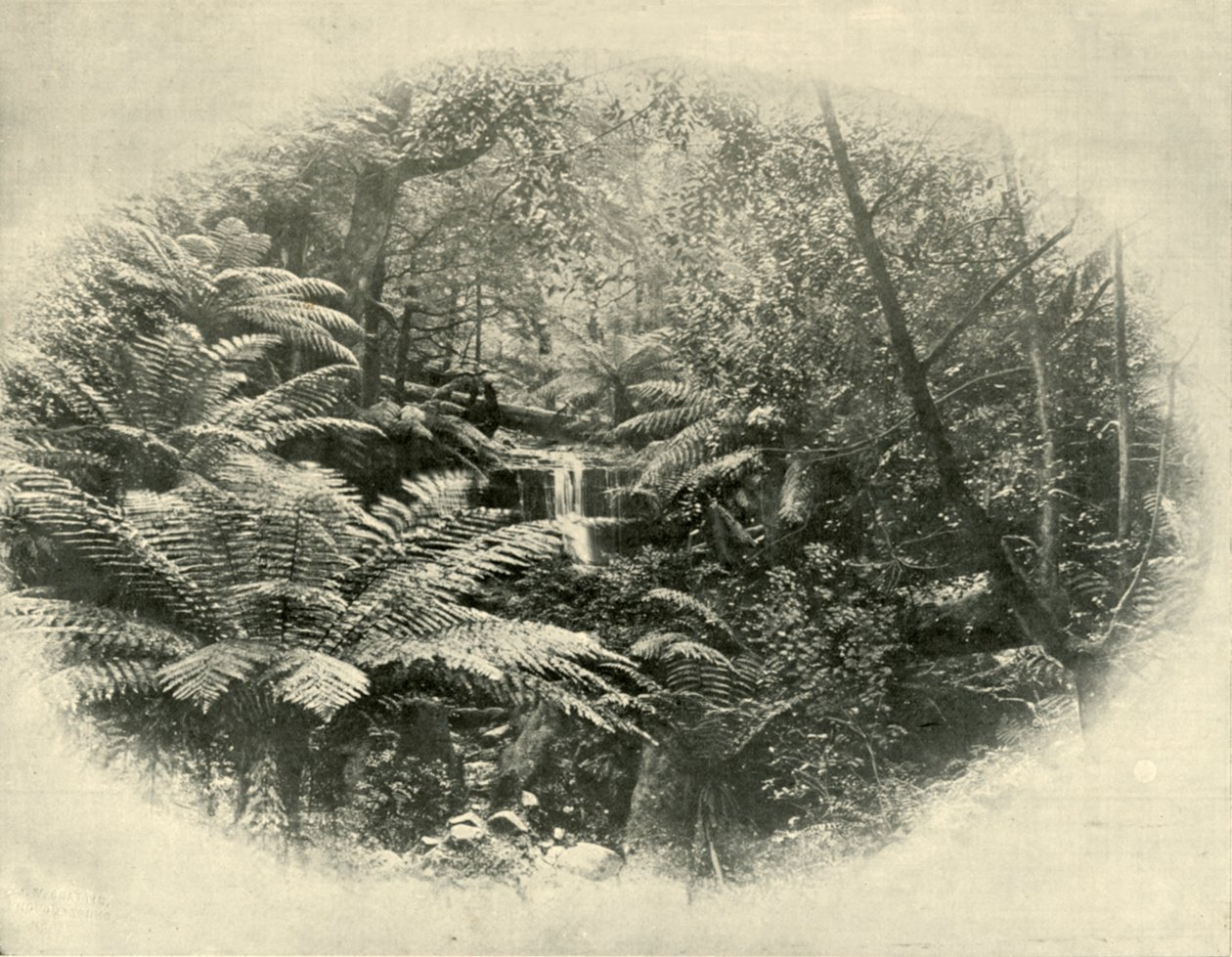 Fern Tree Gully, Tasmania, 1901. av Unbekannt