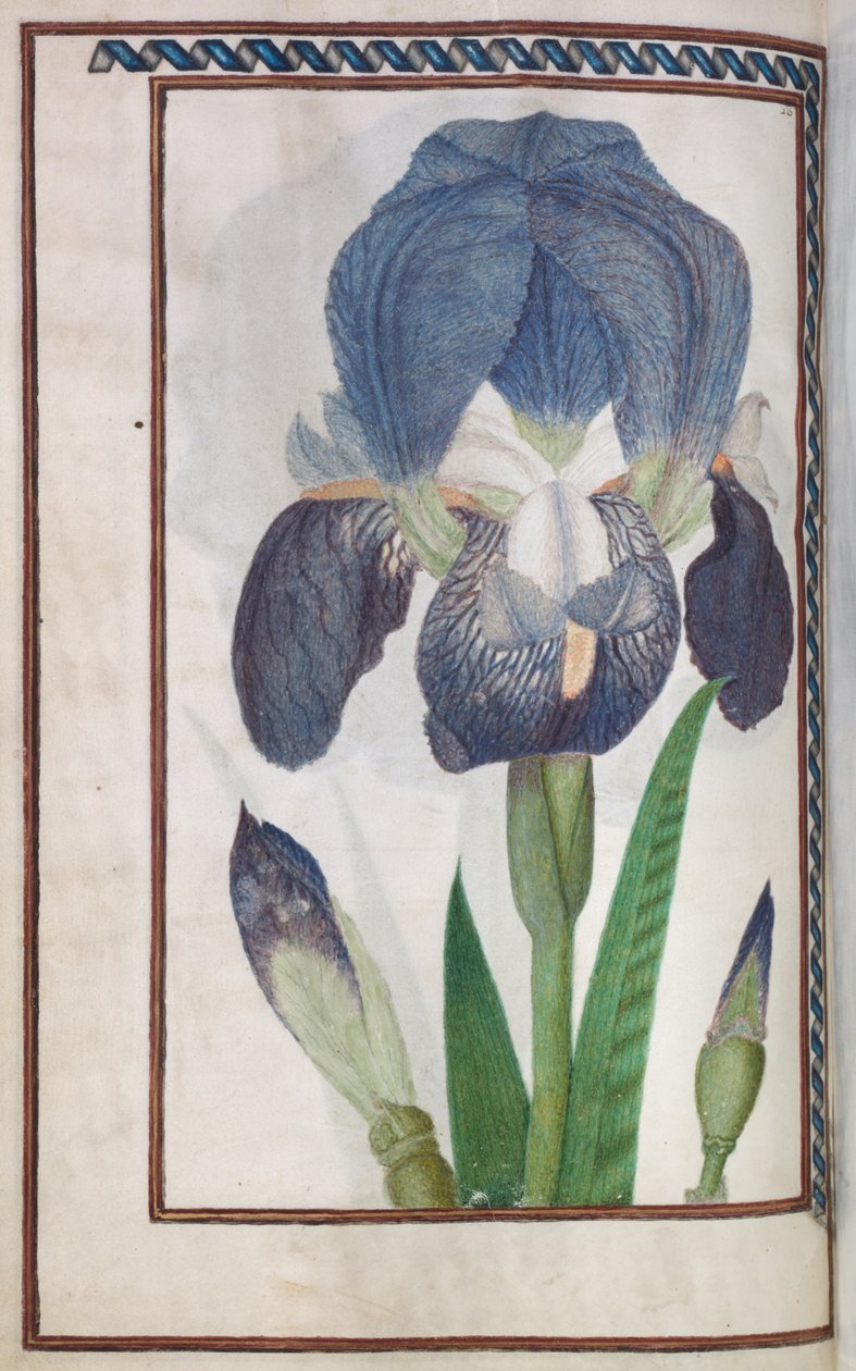 Florilegium, 1608. av Unbekannt