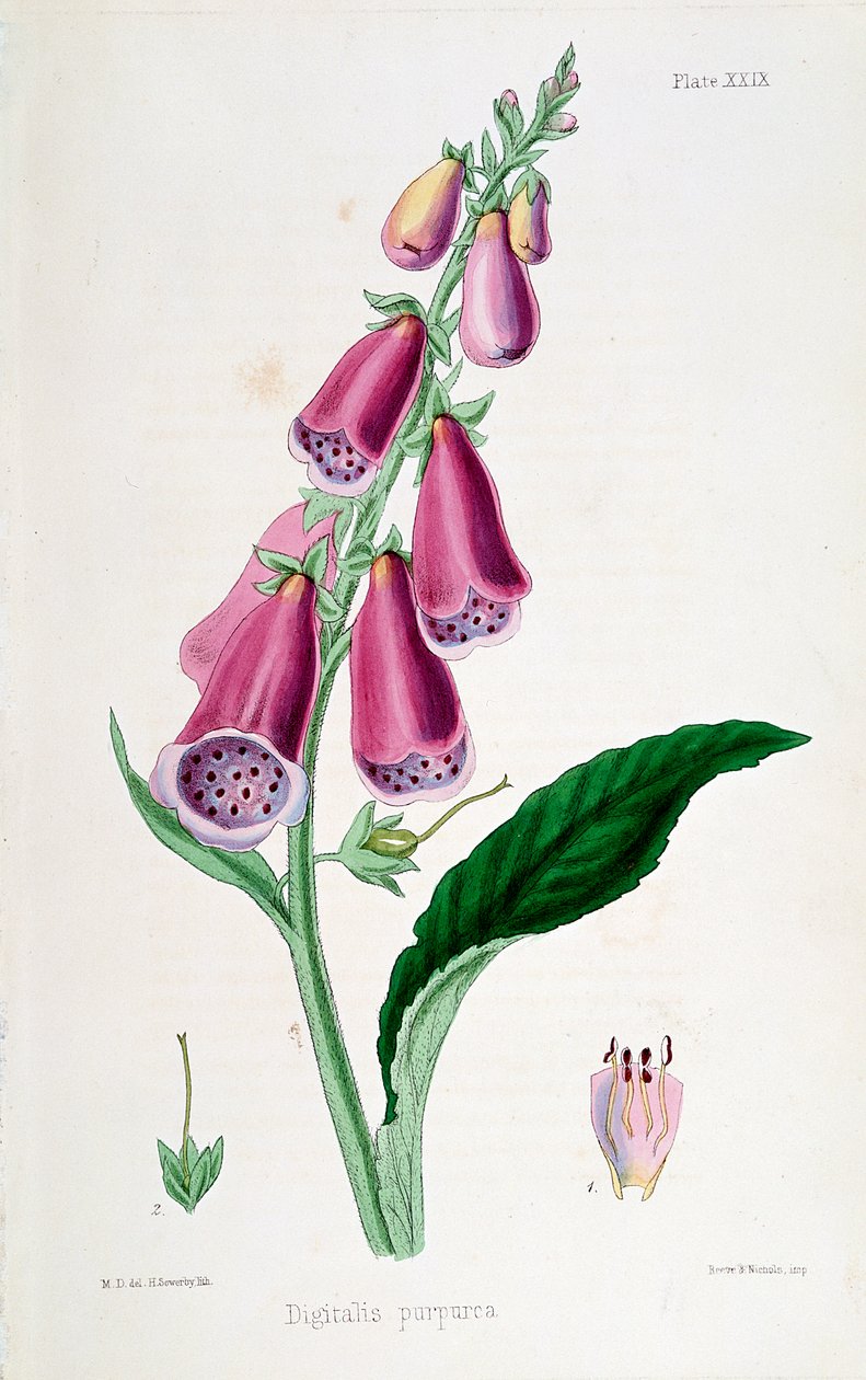 Revebjelle Digitalis purpurea, 1800-tallet. av Unbekannt