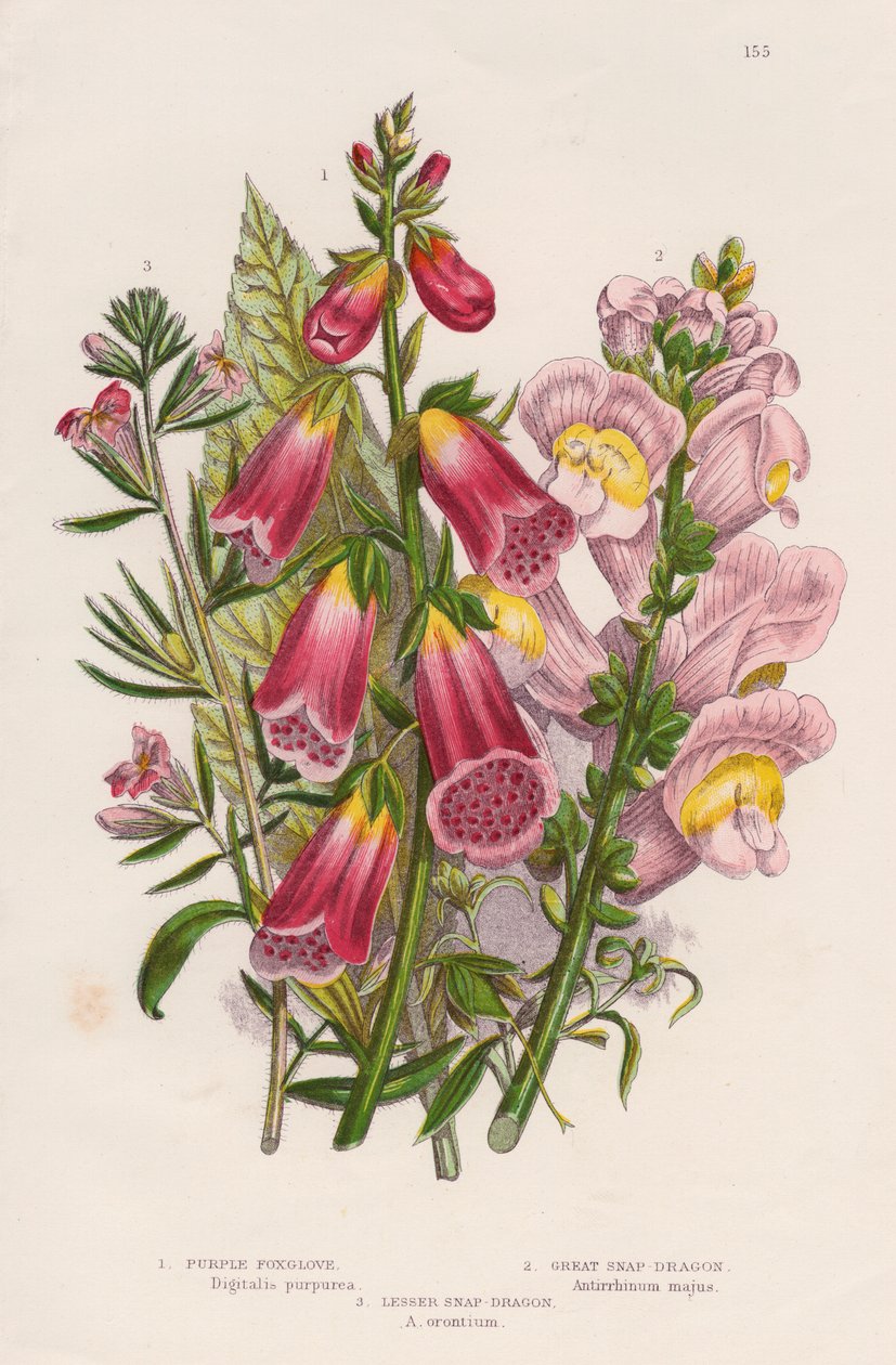 Foxglove Digitalis purpurea senter, c1885. av Unbekannt