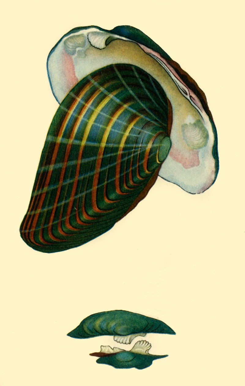 Ferskvannsmusling, 1801, 1946. av Unbekannt