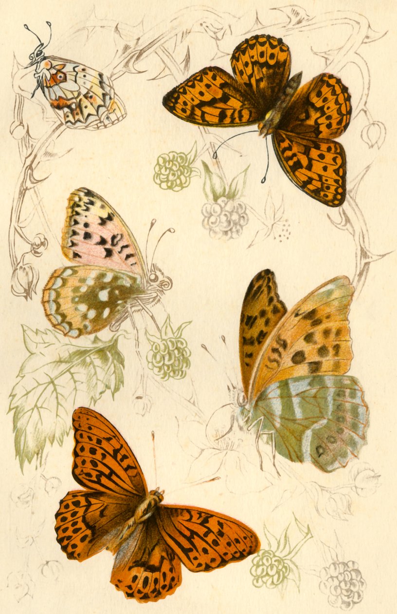 Fritillary sommerfugler, 1800-tallet. av Unbekannt