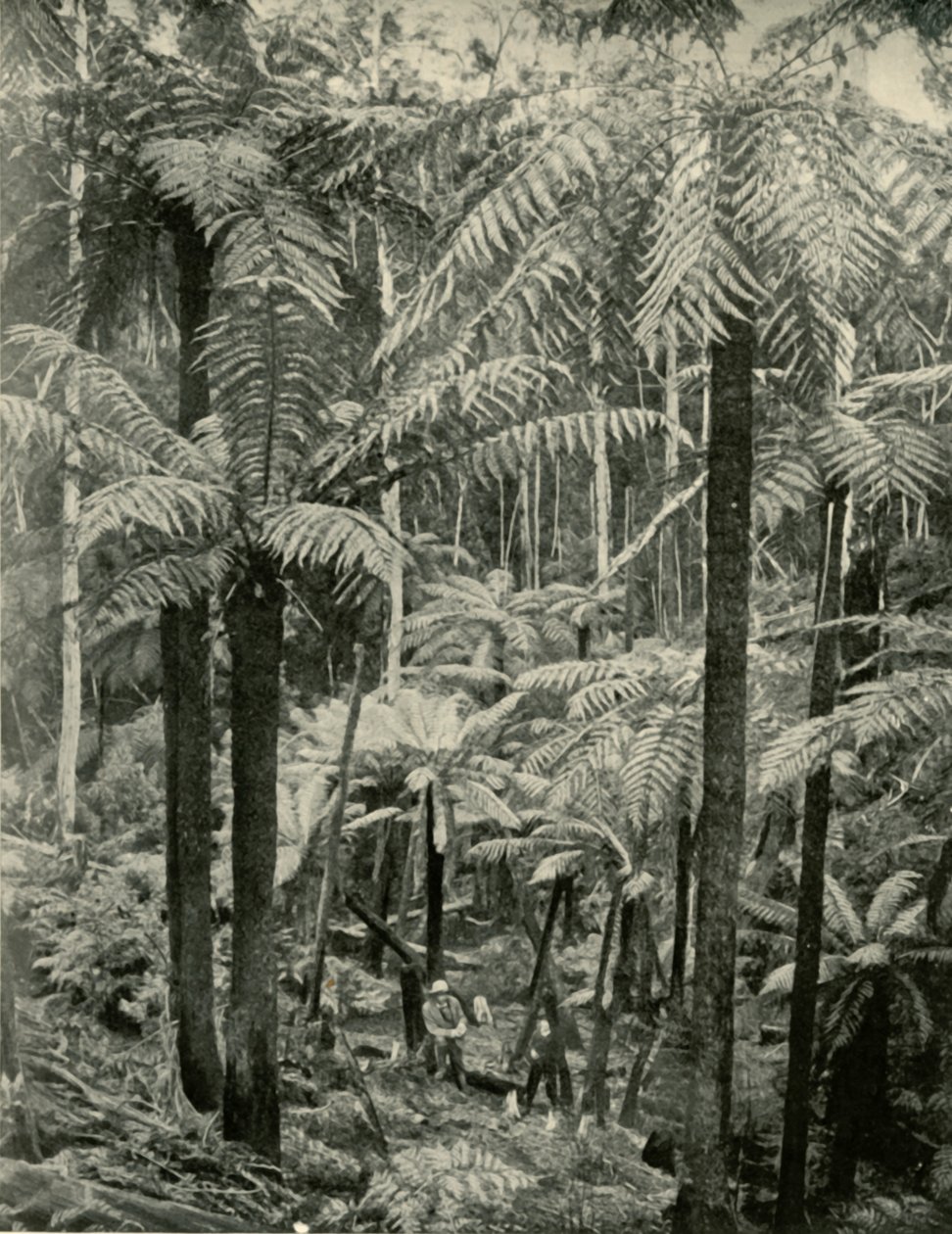 Kjempebregner ved Gembrook, 1901. av Unbekannt
