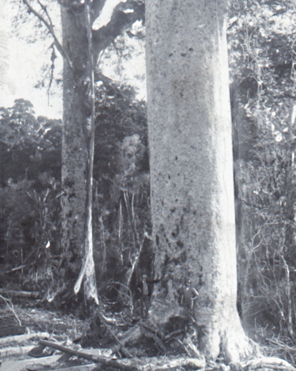 Giant Kauri Tree, slutten av 1800-begynnelsen av 1900-tallet. av Unbekannt