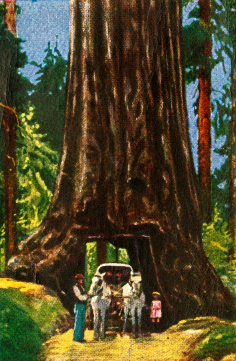 Giant Redwood i California, c1928. av Unbekannt