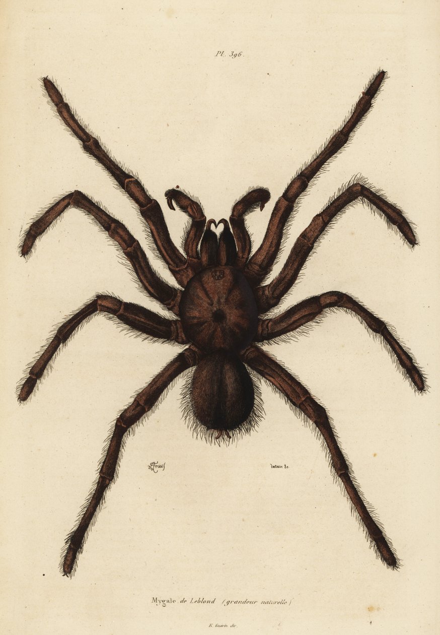 Goliat fugleeter edderkopp, Theraphosa blondi av Unbekannt
