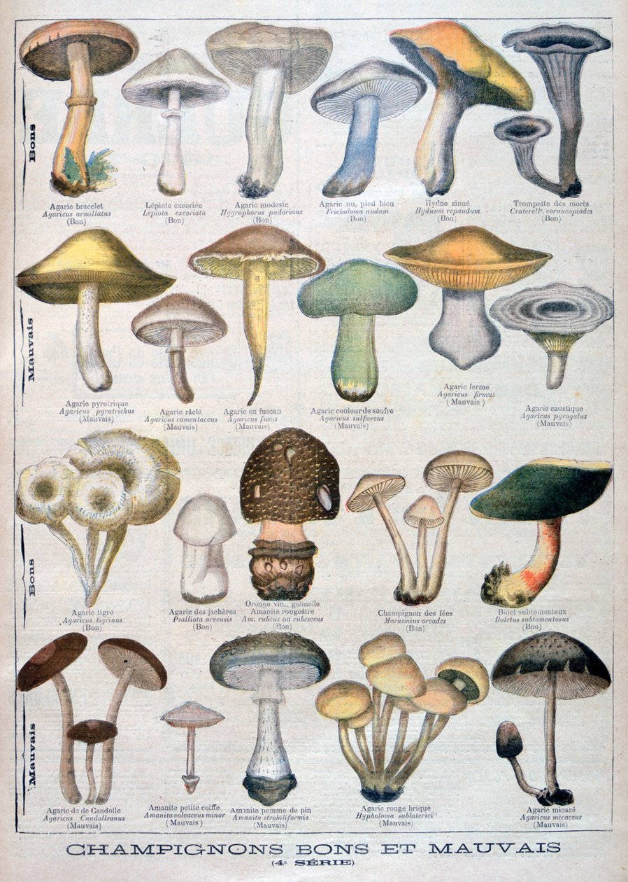 Gode og dårlige sopp, 1896 av Unbekannt