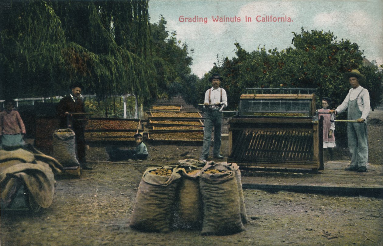 Gradering av valnøtter i California, ca 1910-tallet. av Unbekannt