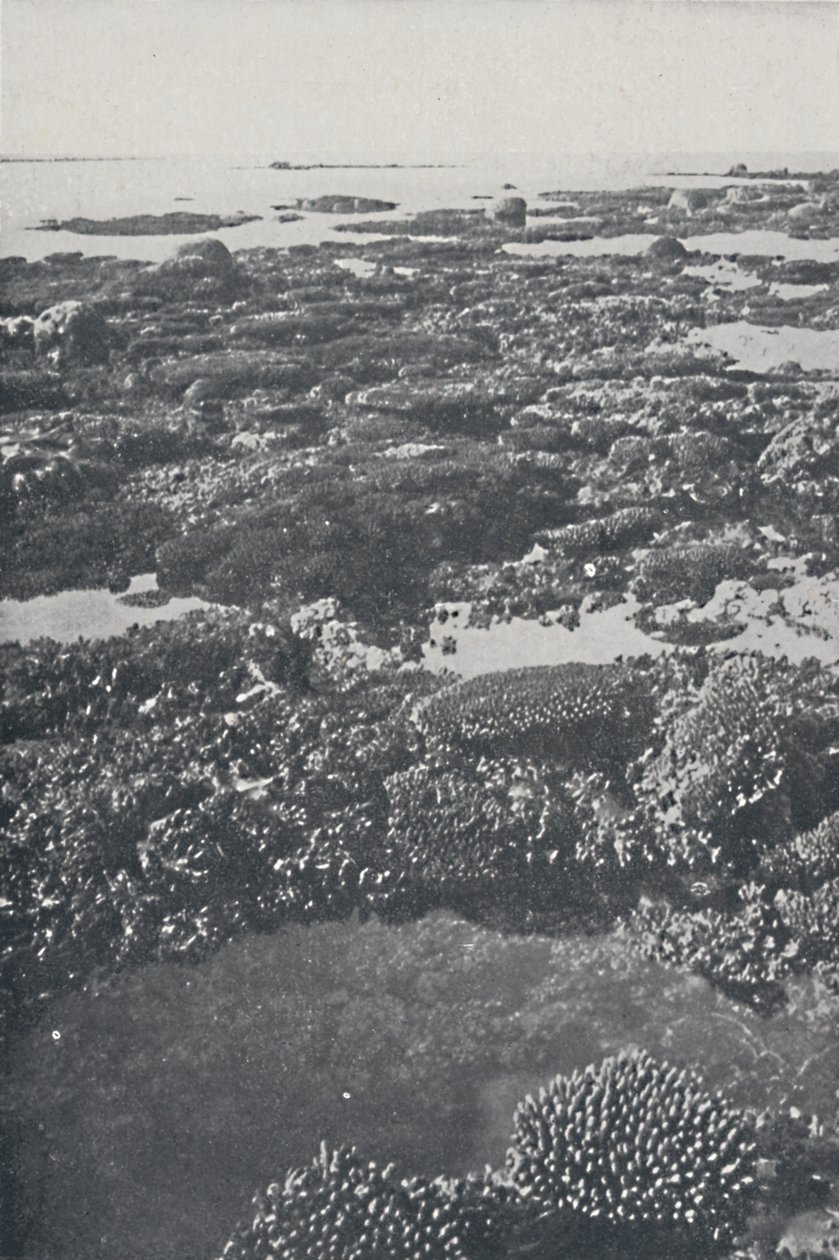 Great Barrier Reef, 1924 av Unbekannt