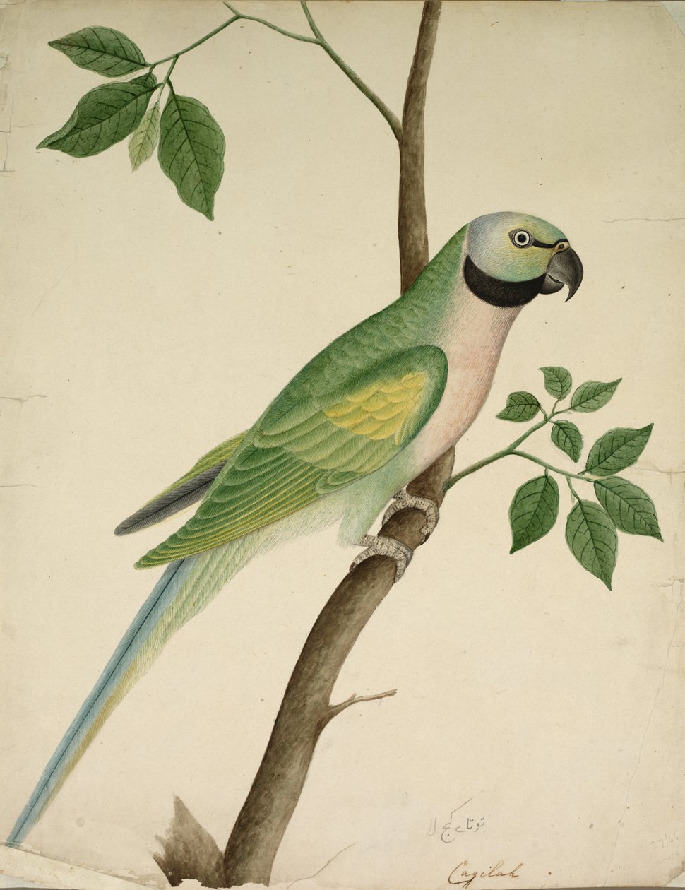 Grønn papegøye, ca. 1820. av Unbekannt