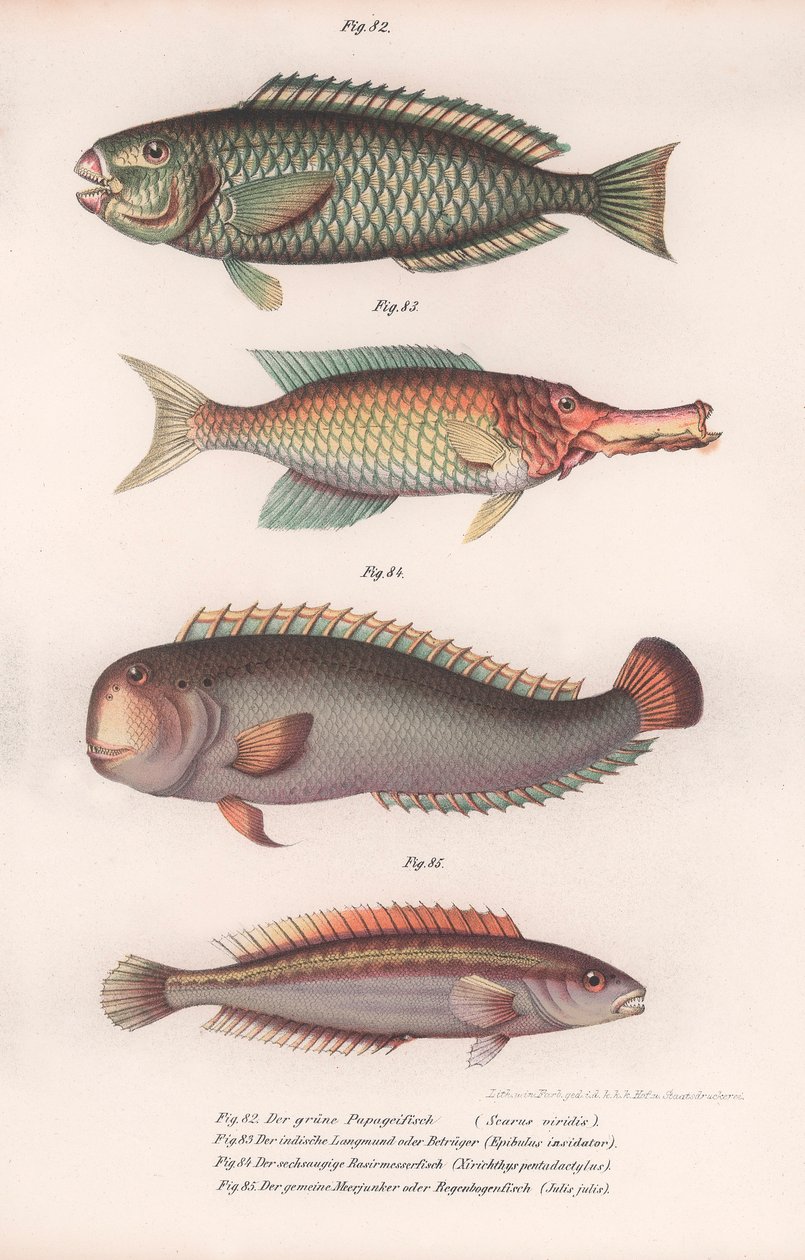 Grønn papegøyefisk. Indisk longmouth, Rasirnesser, Wrasse, ca. 1850-tallet av Unbekannt