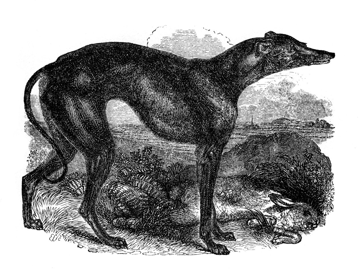 Greyhound, 1848 av Unbekannt