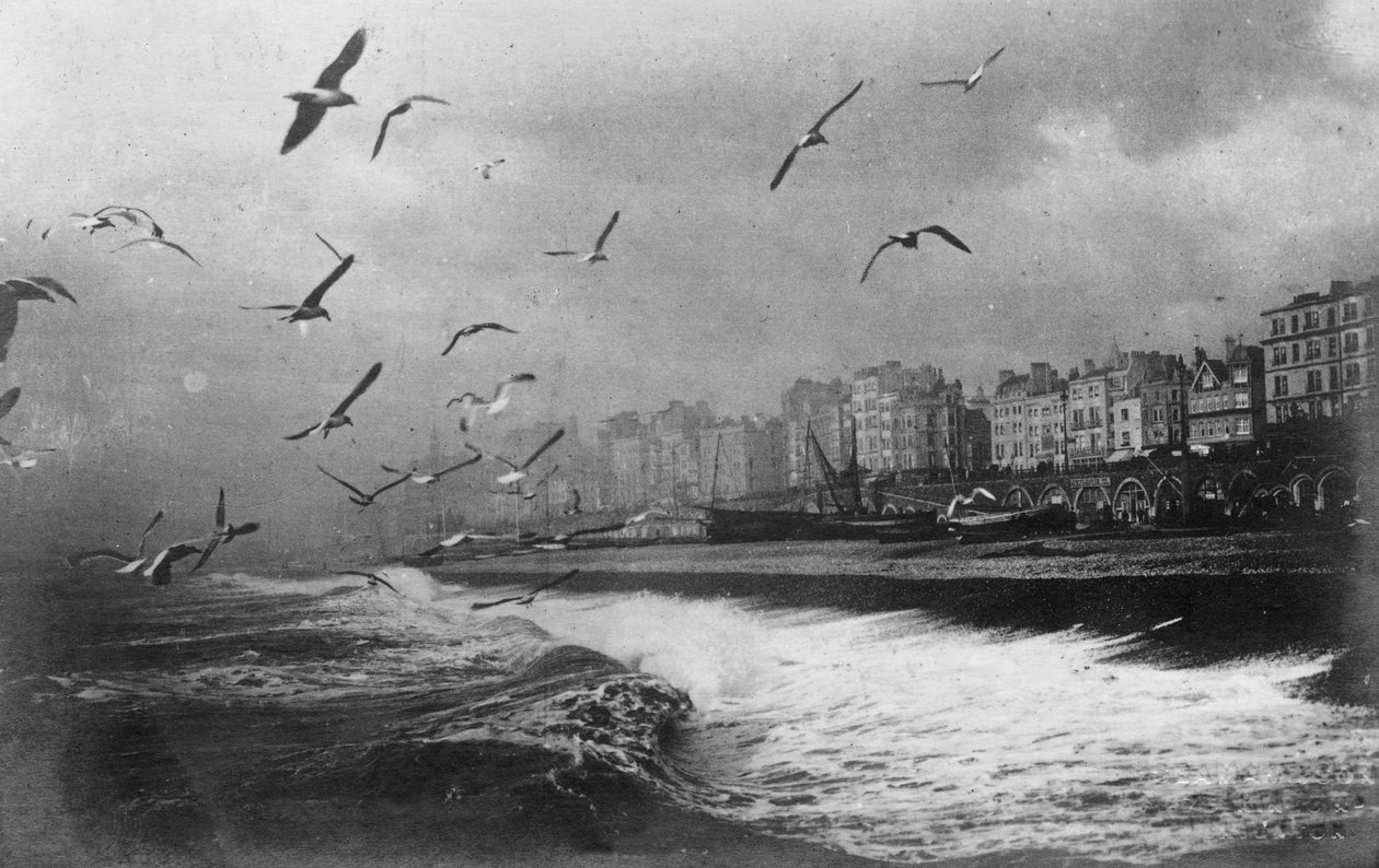 Måker ved Brighton, East Sussex, tidlig på 1900-tallet av Unbekannt