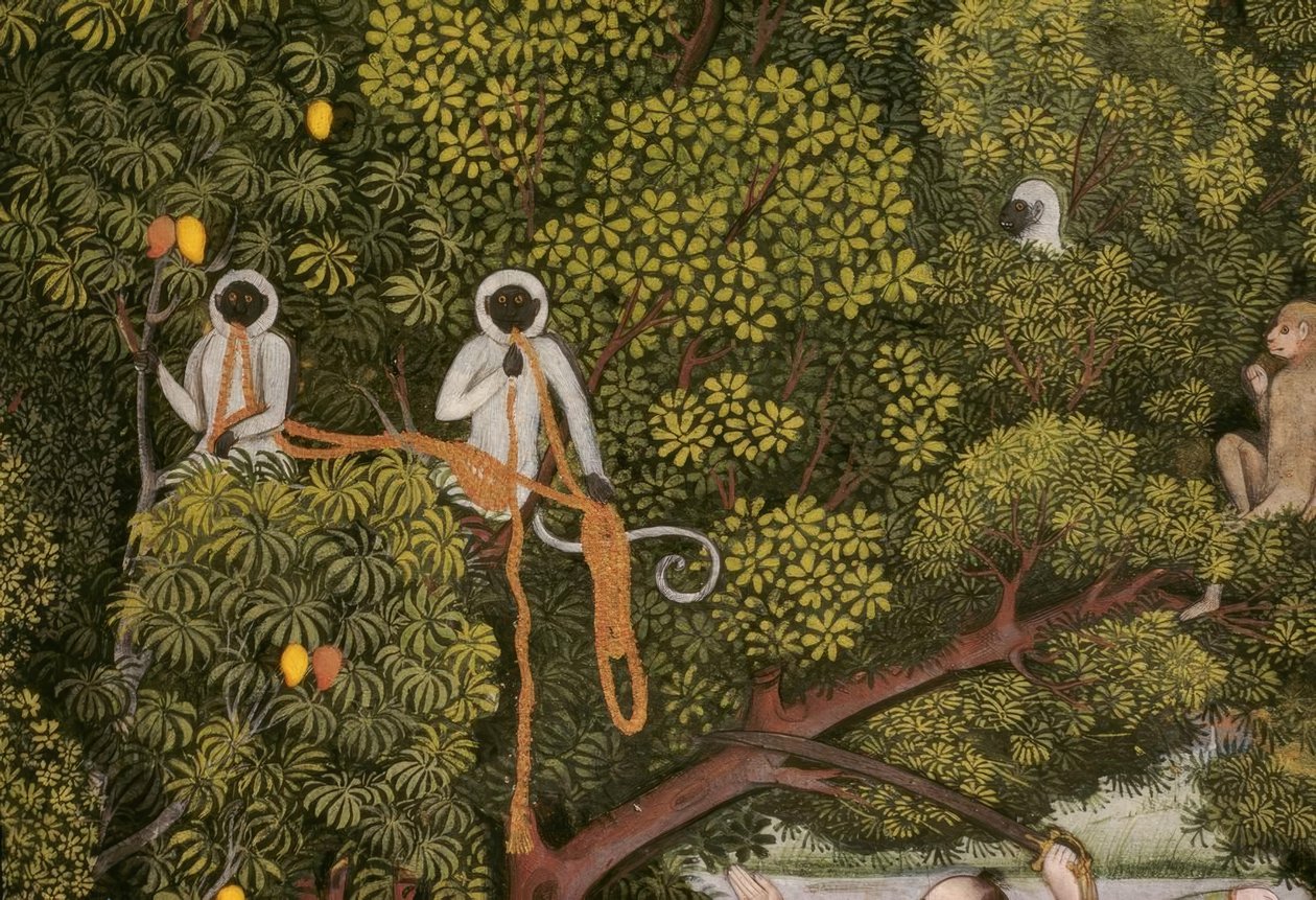 Hanuman-Languren indisk miniatyr av Unbekannt