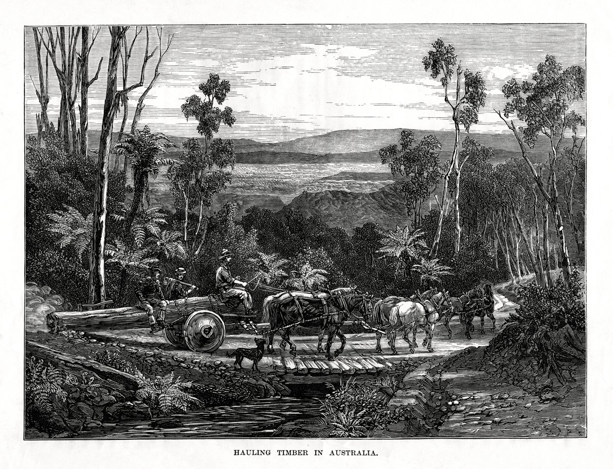 Hauling tømmer, Australia, 1877 av Unbekannt