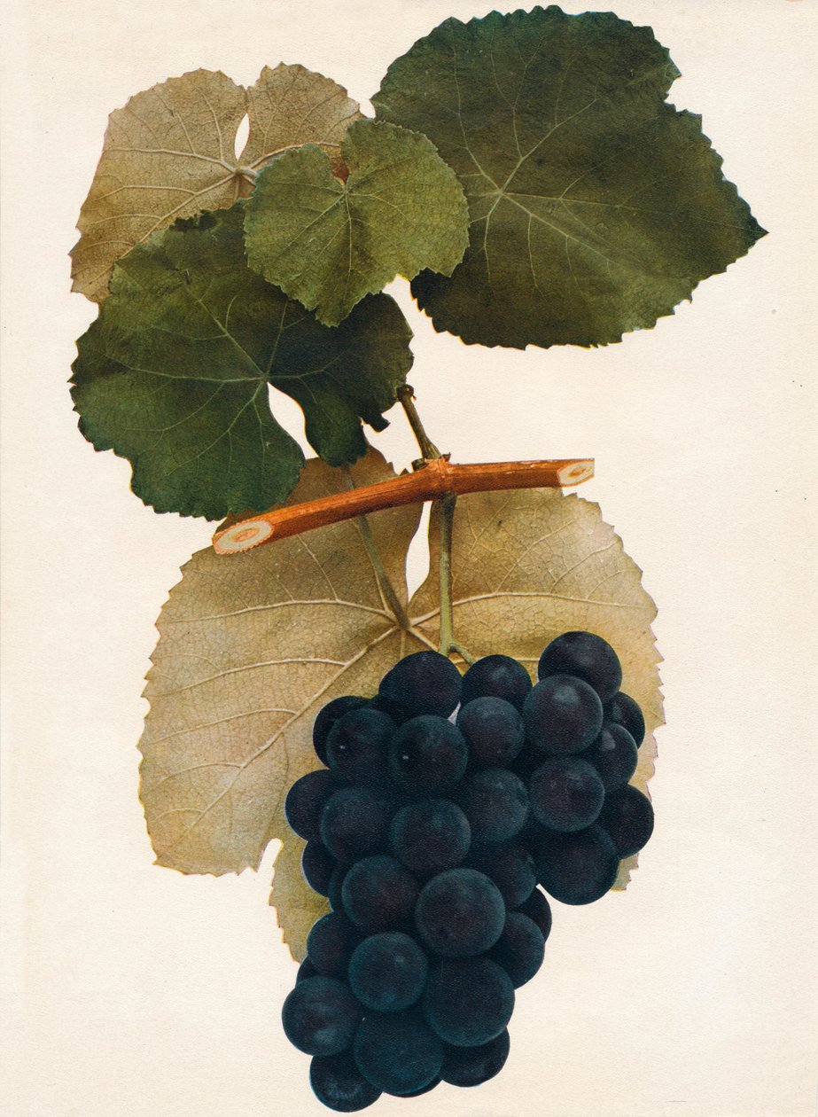 Herbert, 1908. av Unbekannt