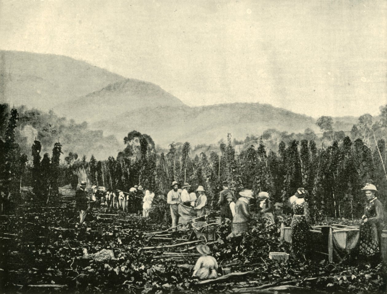 Humleplukking i Tasmania, 1901. av Unbekannt