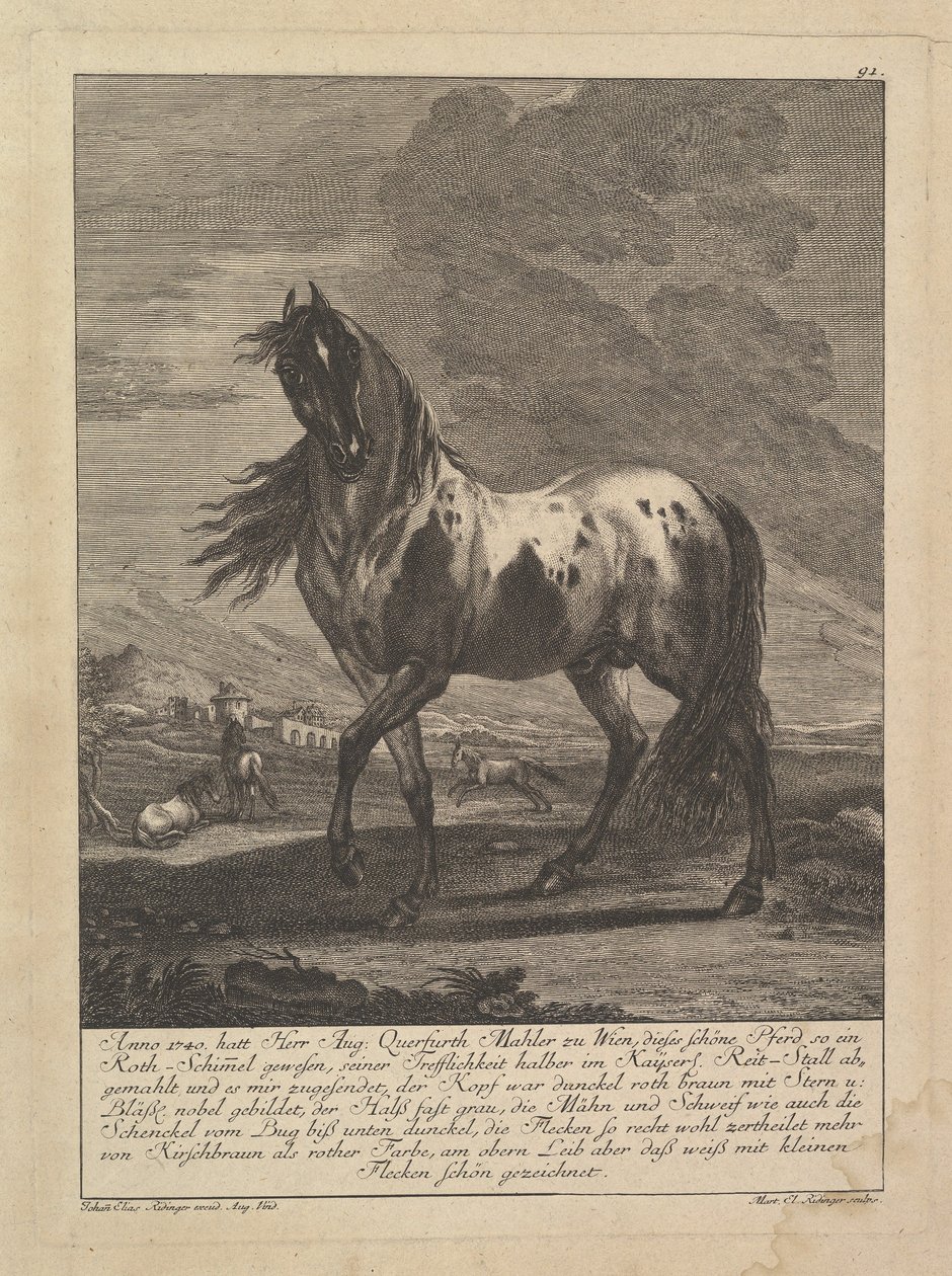 Hest, 1700-tallet. av Unbekannt