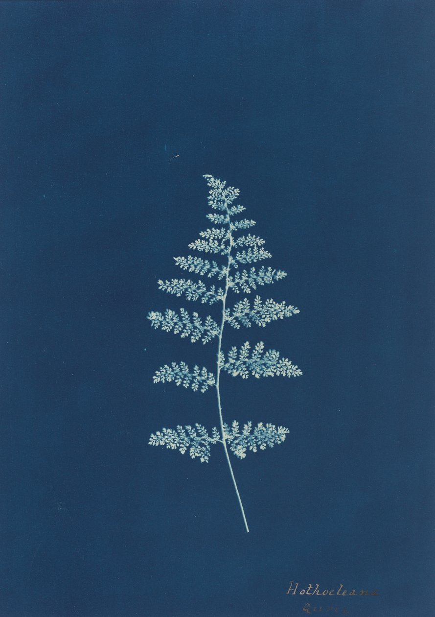Hothocleana, ca. 1850-tallet. av Unbekannt