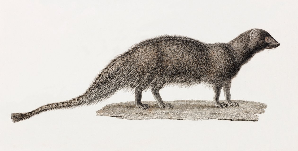 Ichneumon Mongoose av Unbekannt