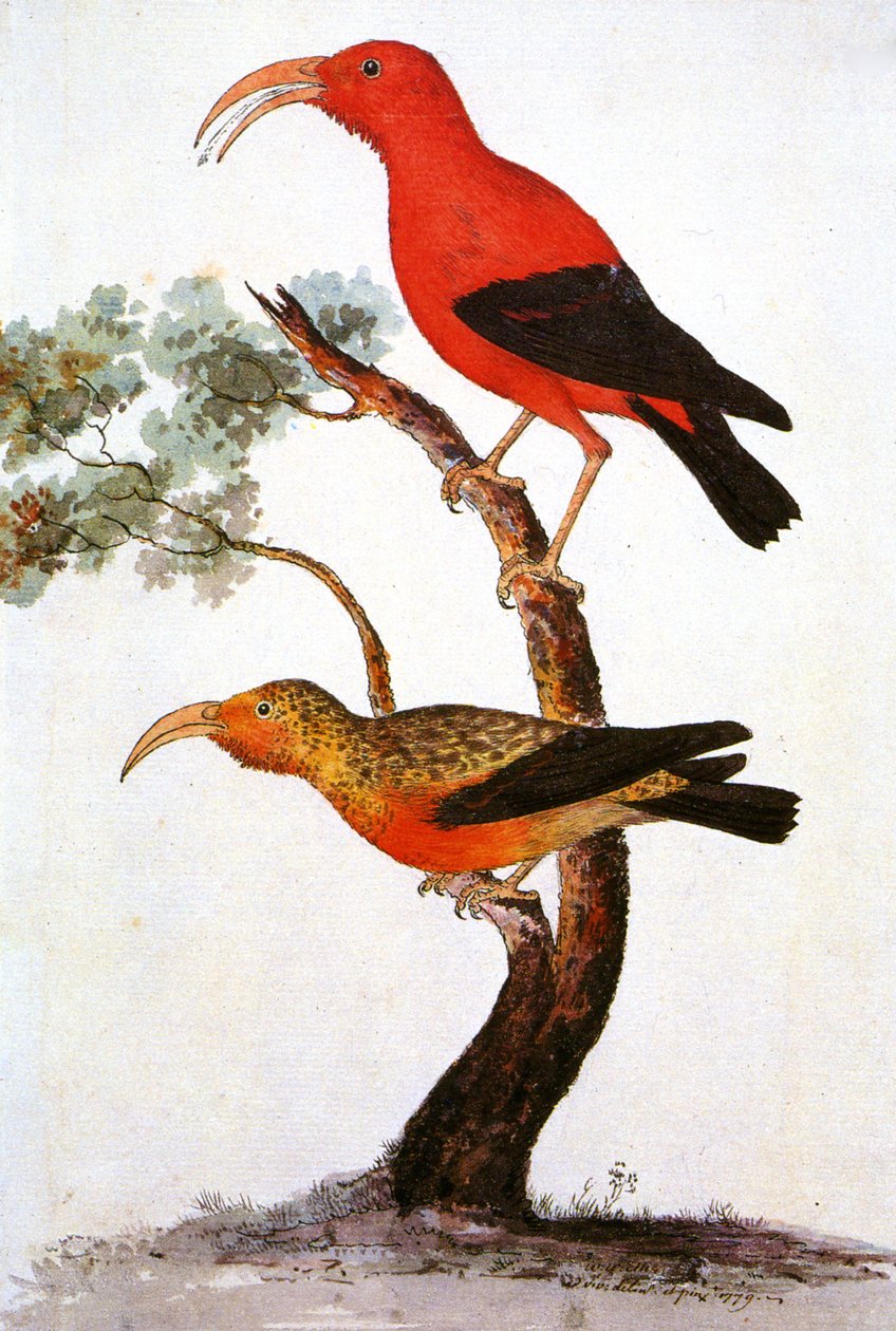 Illustrasjon/Iiwi/Iwi/Scarlet honeycreeper/Scarlet Hawaiian Honeycreeper av Unbekannt