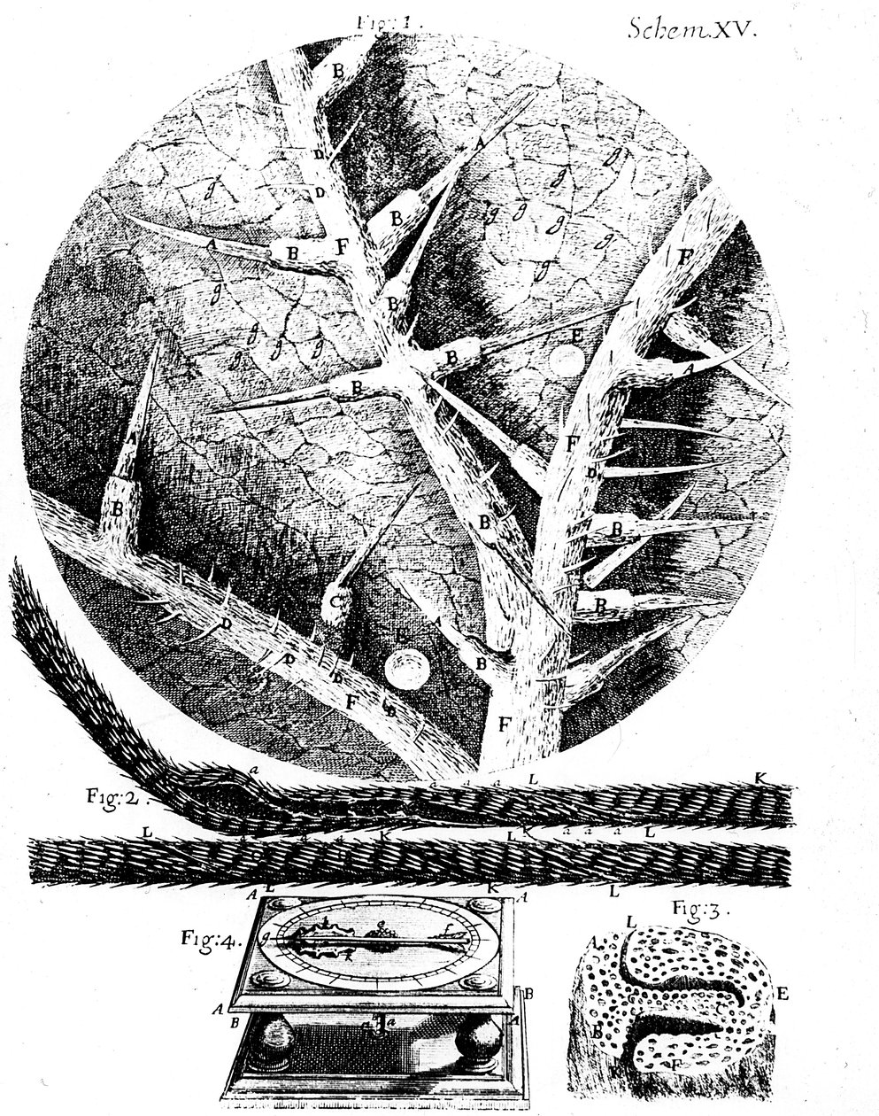 Illustrasjoner fra den engelske mikroskopisten Robert Hookes Micrographia, 1665 av Unbekannt