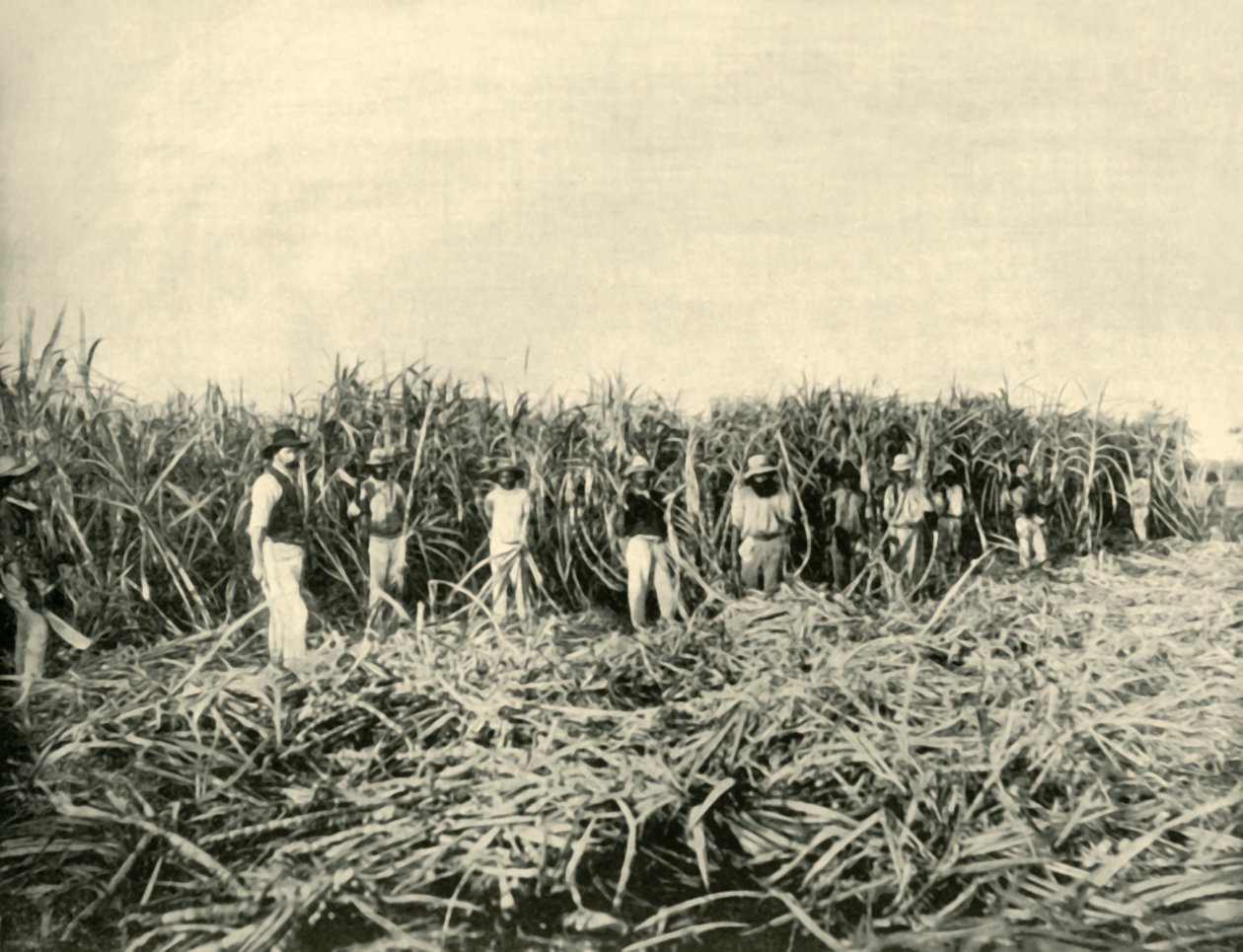 I en sukkerplantasje i Queensland, 1901. av Unbekannt