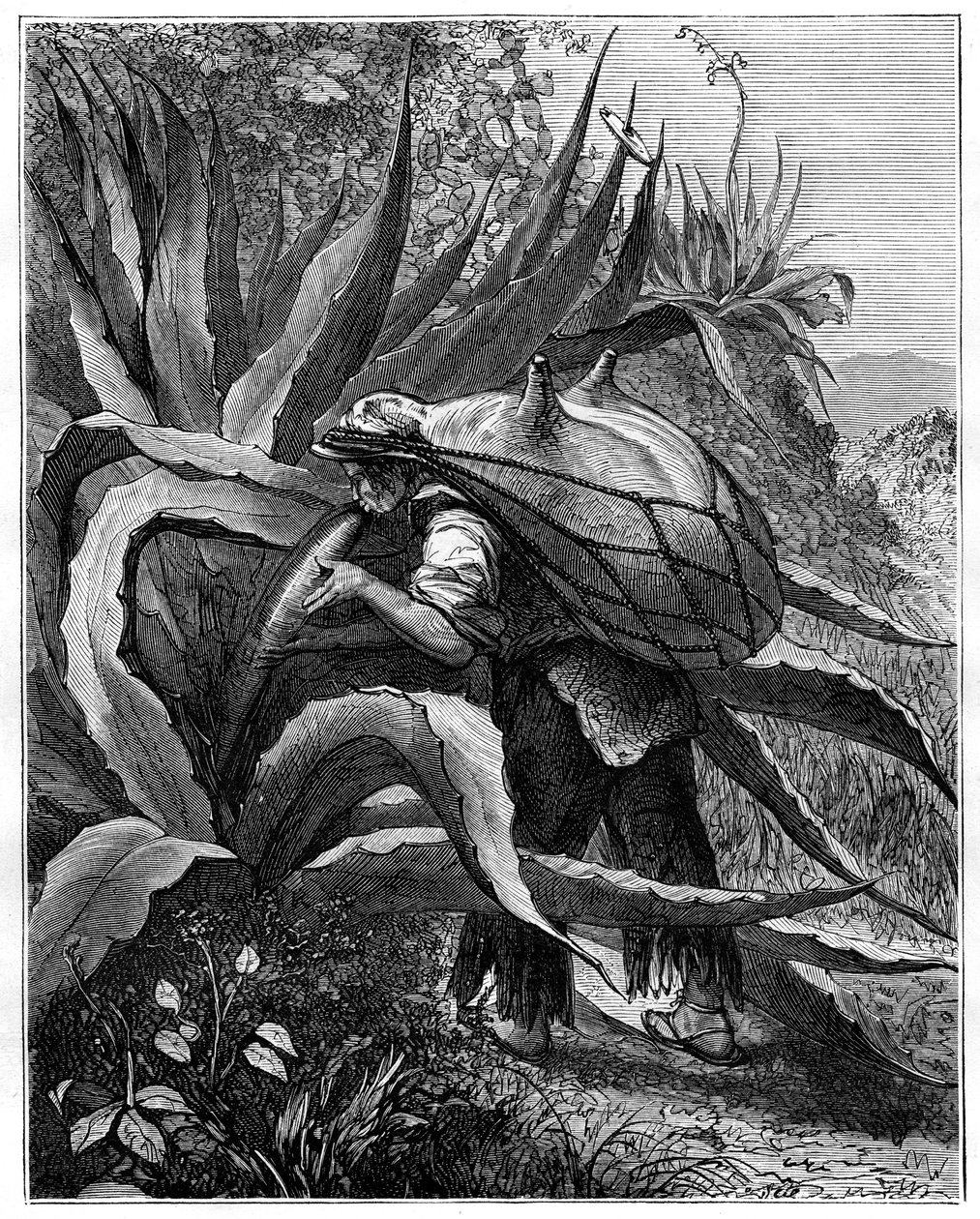 Indian extracting pulque, Mexico, 1800-tallet av Unbekannt