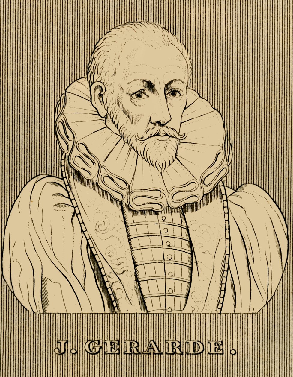 J. Gerarde, c1545-1612, 1830. av Unbekannt