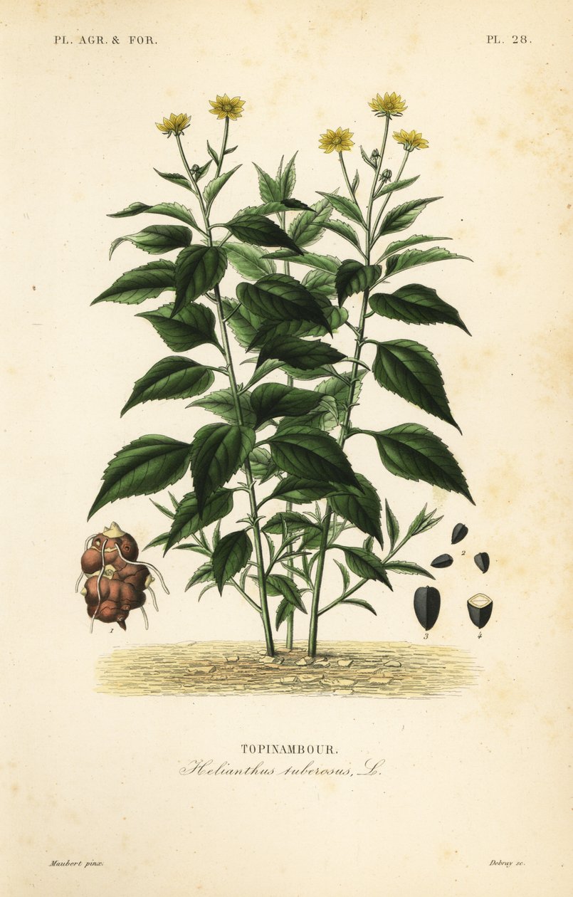 Jordskokk på nålene, Helianthus tuberosus, Tapinambore av Unbekannt