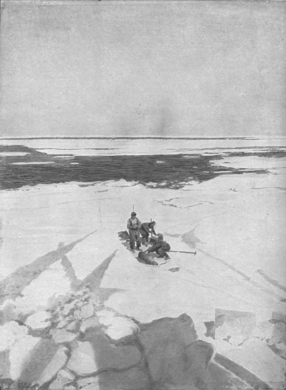 Drepende sel, 1911, 1928 av Unbekannt