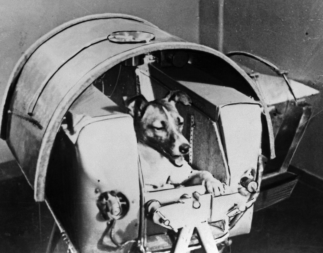 Laika, russisk kosmonauthund, 1957 av Unbekannt