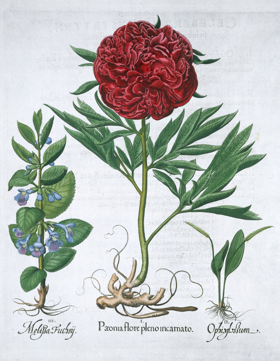 Sitronmelisse, Peon og huggormtungebregne, 1613 av Unbekannt